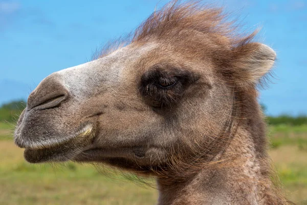 Schönes Porträt Eines Süßen Kamels Freien Bei Strahlendem Sonnenlicht Und — Stockfoto
