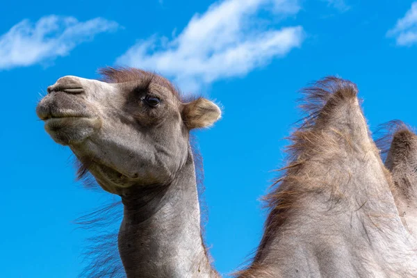 Niedrige Nahaufnahme Eines Blassbraunen Kamels Vor Einem Klaren Blauen Himmel — Stockfoto