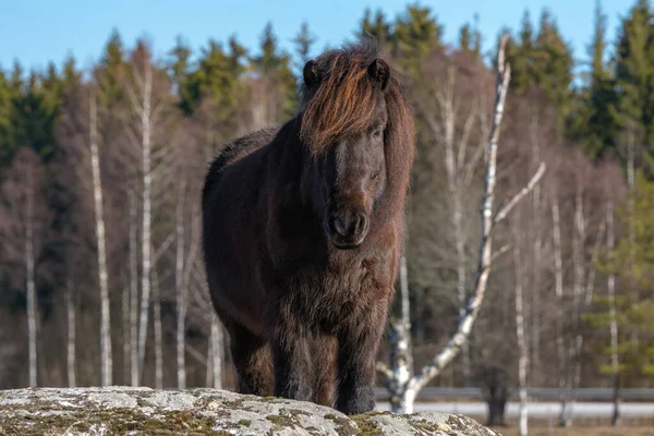 春の日差しの中で崖の上に立って 冬の時間から非常に長い毛皮の髪を持つ茶色のアイスランドの馬 — ストック写真
