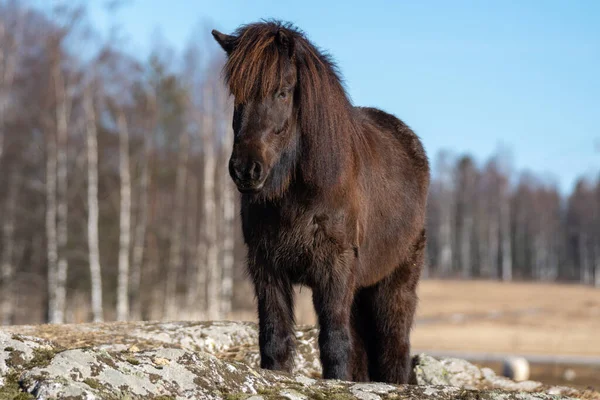 春の日差しの中で崖の上に立って 冬の時間から非常に長い毛皮の髪を持つ茶色のアイスランドの馬 — ストック写真