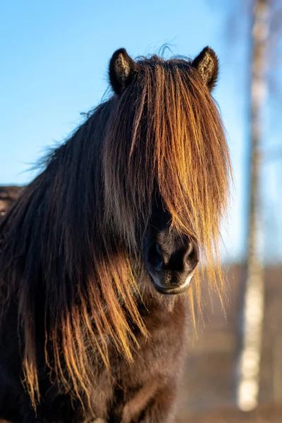 Belo Retrato Cavalo Islandês Marrom Escuro Com Crina Muito Longa — Fotografia de Stock