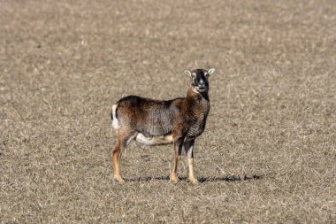 İsveç 'teki Oland Adası' nın güney ucunda, yeşil bir arazide duran kara koyun. Güneşli bir yaz gününde.