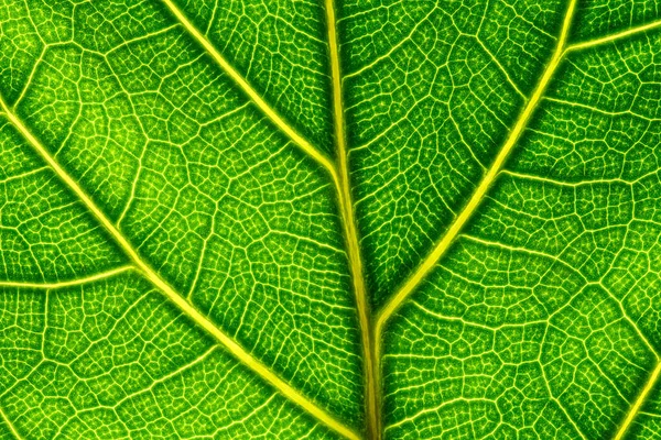 Ayrıntılı Dokusu Sarı Damarları Olan Yeşil Bir Yaprağı Kapat — Stok fotoğraf