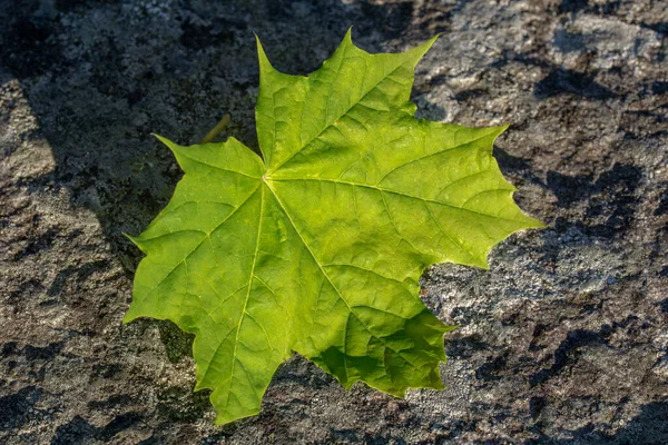 Detailní Záběr Čerstvého Pulzujícího Zeleného Javorového Listu Ležícího Skále Jasném — Stock fotografie