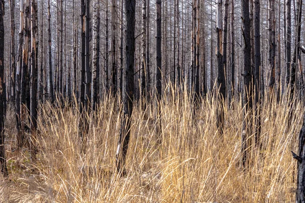 Hierba Dorada Alta Creciendo Entre Árboles Quemados Bosque Destruido Por — Foto de Stock