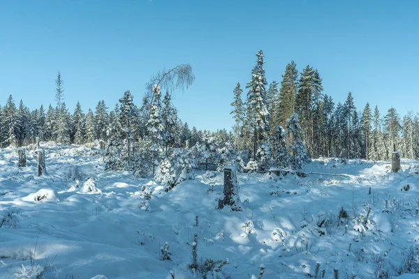 Winter View Forest Sweden Snow Covering Ground Trees Sunlight Clear — Stock Photo, Image