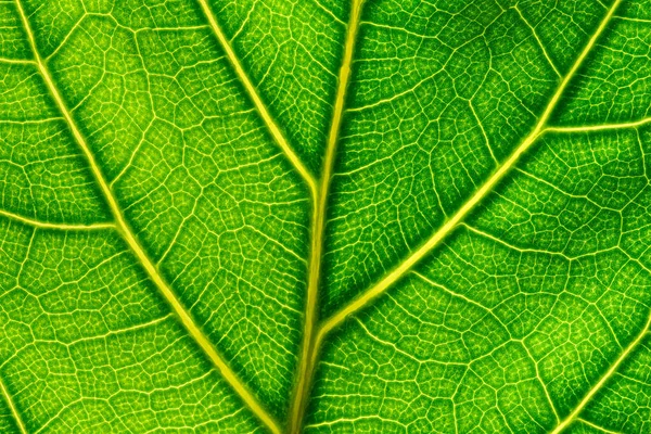 Detailní Záběr Zeleného Listu Detailní Texturou Žlutými Žilkami — Stock fotografie