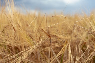 İsveç, Osterlen 'deki Ales Taşları, demir çağının başından beri gizemli bir kaya oluşumu. Pembe batan güneşten gelen alacakaranlık ve karanlık bulutlu gökyüzü