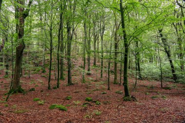 İsveç 'in güneyindeki Skane' deki güzel yeşil kayın ormanı. Yeşiller yemyeşil ağaçlar ve orman tabanı turuncu ve kırmızı yapraklarla dolu.