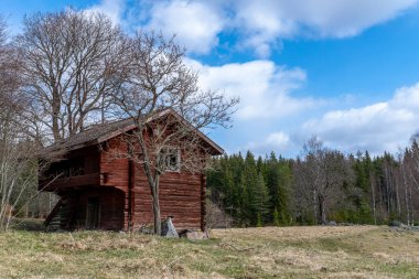 İsveç 'in güneyindeki Skane' deki güzel yeşil kayın ormanı. Yeşiller yemyeşil ağaçlar ve orman tabanı turuncu ve kırmızı yapraklarla dolu.
