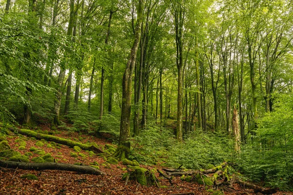 İsveç, Osterlen 'deki Ales Taşları, demir çağının başından beri gizemli bir kaya oluşumu. Pembe batan güneşten gelen alacakaranlık ve karanlık bulutlu gökyüzü