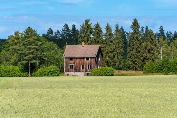 Прекрасний Зелений Буковий Ліс Сконе Півдні Швеції Буйною Зеленою Деревиною — стокове фото