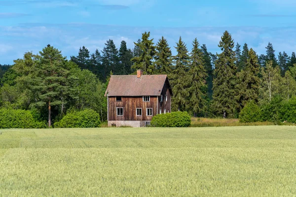 Bella Faggeta Verde Skane Nel Sud Della Svezia Con Alberi — Foto Stock