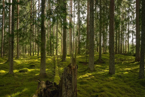 Hermoso Bosque Hayas Verdes Skane Sur Suecia Con Exuberantes Árboles —  Fotos de Stock