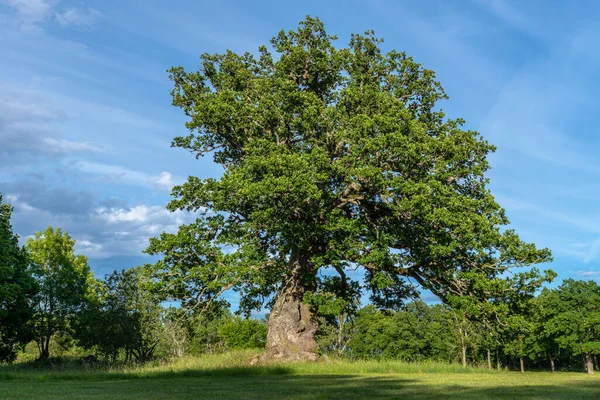 Hermoso Bosque Hayas Verdes Skane Sur Suecia Con Exuberantes Árboles — Foto de Stock