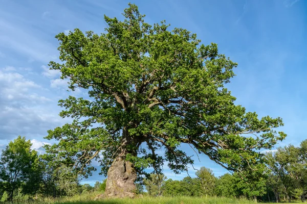 Hermoso Bosque Hayas Verdes Skane Sur Suecia Con Exuberantes Árboles — Foto de Stock