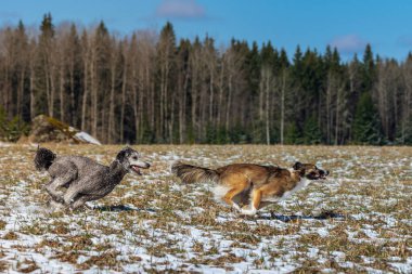 İki köpek. Gri standart bir kaniş ve bir çoban köpeği. Bahar güneşinde büyük bir arazide yarışıyorlar.