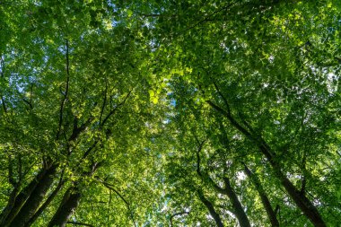 Bir kaç kayın ağacının taçlarına karşı güzel bir manzara. Parlak güneş ışığı, canlı yeşil dalların arasından parlıyor.