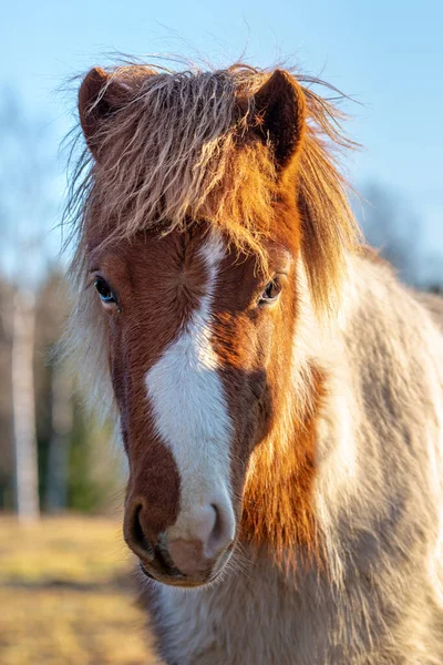 Ritratto All Aperto Dolce Puledro Cavallo Islandese Colore Pinto Marrone — Foto Stock