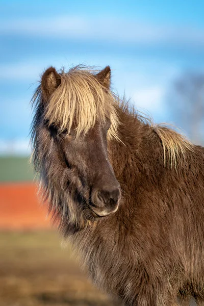 Jovem Maçã Prata Colorido Cavalo Islandês Início Luz Solar Primavera — Fotografia de Stock