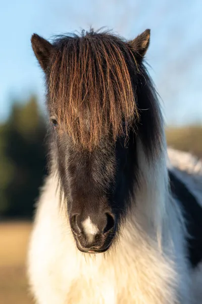 Close Head Portrait Sweet Young Pinto Colored Icelandic Horse Foal — Stock Photo, Image