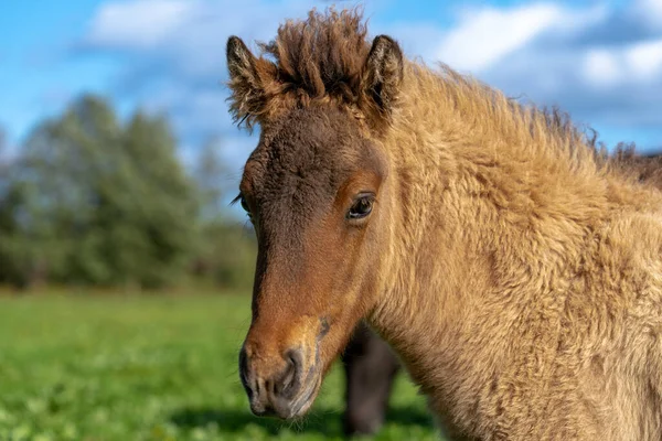 Close Portrait Sweet Adorable Icelandic Horse Foal Chestnut Color Standing — Stock Photo, Image