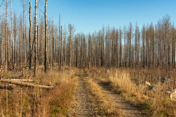 Orman yangınından sonraki felaket görüntüsü. Ölü ve kuru ağaçlar ormanı geçen küçük toprak bir yol boyunca duruyorlar.