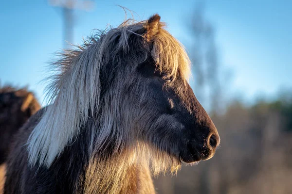 Silver dapple colored Icelandic horse in early spring sunlight. Beautiful color combination, black horse with silver colored mane