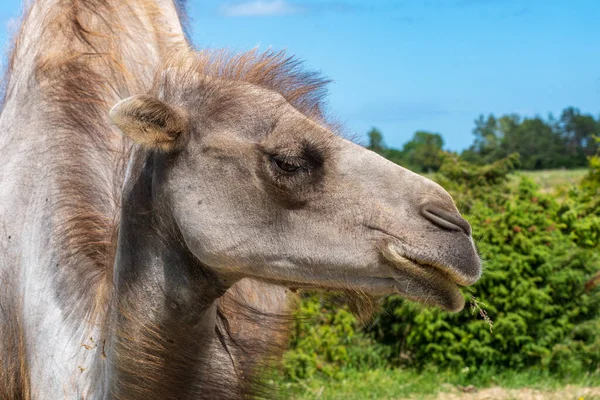 Detailliertes Kopfporträt Eines Hellbraunen Kamels Hellen Sonnenlicht — Stockfoto