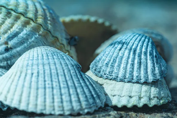 Subaquático Perto Algumas Conchas Mar Bivalves Areia Com Luz Solar — Fotografia de Stock