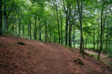 Yaz güneşinde, orman zemininde kalın bir kırmızı yaprak tabakasıyla yeşil bir kayın ormanının yanından geçen yürüyüş yolu.