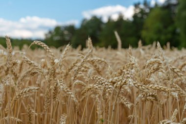 Alçak açı mavi gökyüzüne karşı sarı buğday tarlasına yakın görüş