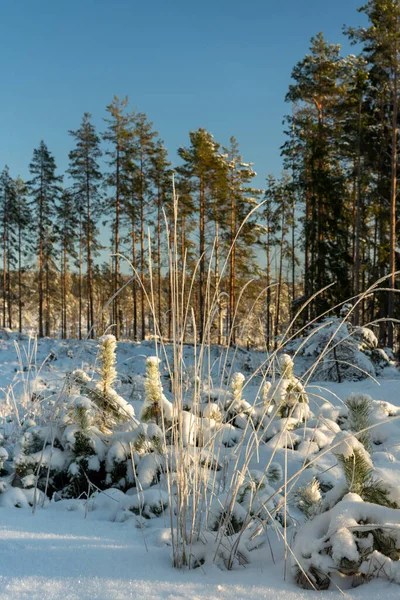 Beautiful Winter View Swedish Countryside Tall Grass Straws Sunlight Covered — Stock Photo, Image