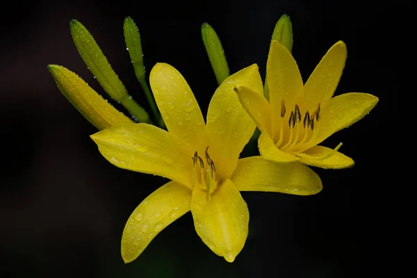 Detallado Primer Plano Grupo Vibrantes Flores Lirio Amarillo Con Algunos —  Fotos de Stock