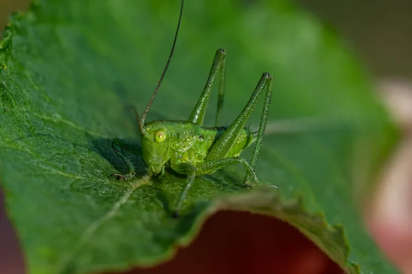 Detailed Close Wart Biter Grasshopper Sitting Green Leaf Bright Sunlight — Stock Photo, Image
