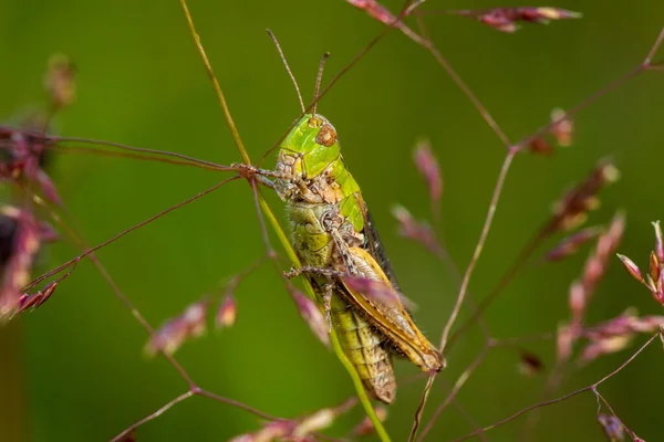 Detailed Close Green Headed Grasshopper Clinging Pink Straw Grass — Stock Photo, Image