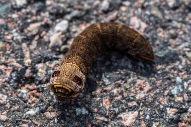 Fil şahin güvesi tırtılını yakından incelemiş. Sahte gözlerle kafasını patlatıp kendini savunmaya çalışmış.