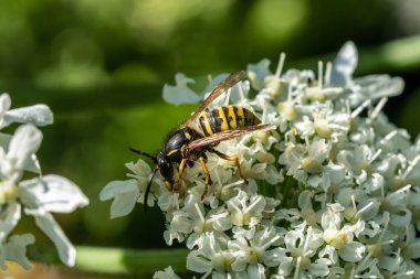 Işıl ışıl parlayan bir güneş ışığında maydanoz çiçeğinin üzerinde duran eşekarısının ayrıntılı görüntüsü.