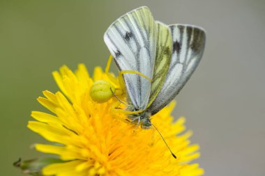 Sarı yengeç örümceği tarafından yakalanan beyaz bir kelebeğe yaklaş ve karahindiba çiçeğinin üzerinde otur.