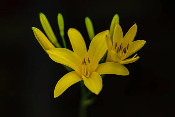 Detailní Zblízka Pulzující Žluté Lilie Květy Izolované Černém Pozadí — Stock fotografie