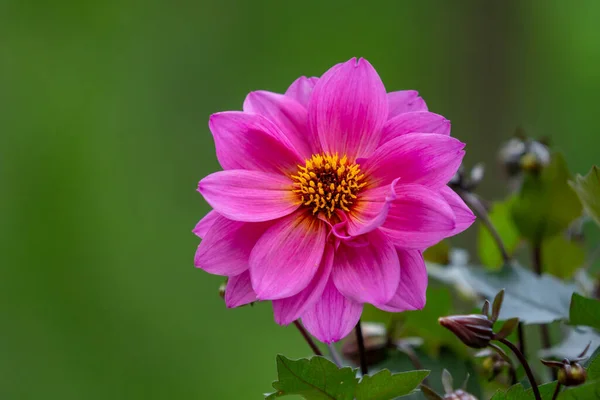 Закройте Красивый Розовый Цветок Желтым Центром Зеленом Фоне — стоковое фото