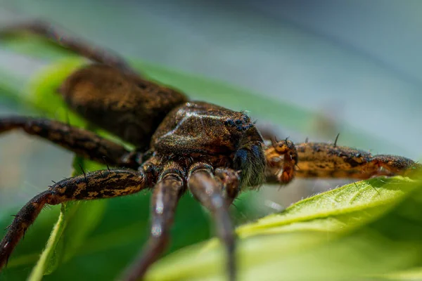 Gros Plan Détaillé Une Grande Araignée Brune Radeau Avec Huit — Photo