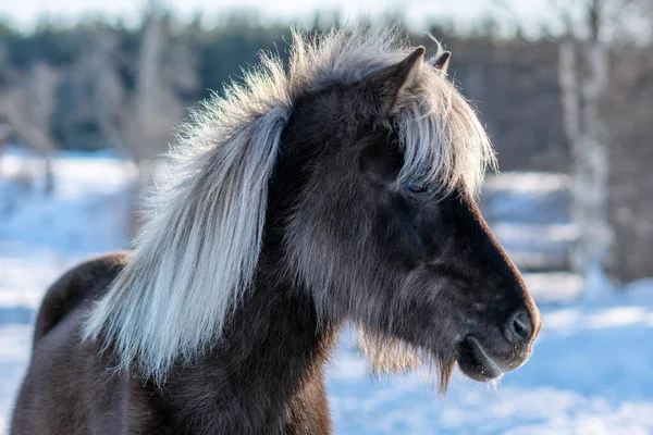 Belo Garanhão Cavalo Islandês Cor Marrom Escuro Crina Branca Também — Fotografia de Stock