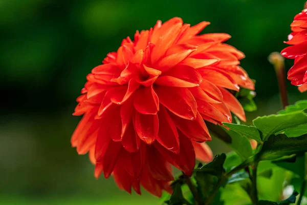 Gros Plan Détaillé Une Fleur Rouge Unique Vibrante Dahlia Sous — Photo