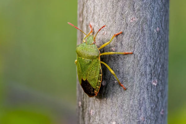 Detailed Close Green Shield Bug Red Antennas Legs — Stock Photo, Image