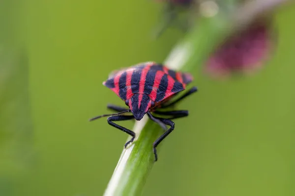 Close Bug Escudo Listrado Vermelho Preto Sentado Uma Palha Verde — Fotografia de Stock