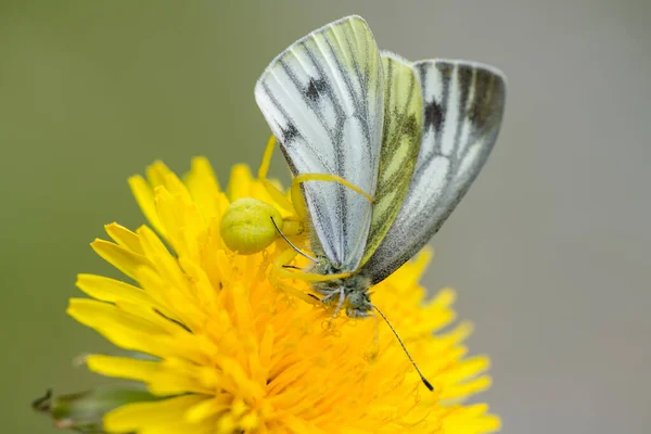 Nahaufnahme Eines Weißen Schmetterlings Der Von Einer Gelben Krabbenspinne Ergriffen — Stockfoto