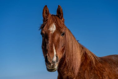 Kestane rengi güzel bir atın portresi, açık havada mavi bir gökyüzüne karşı.