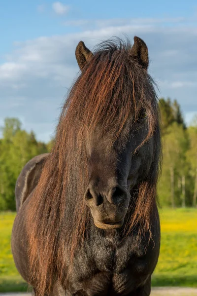 Retrato Livre Cavalo Islandês Preto Com Crina Longa Brilhando Luz — Fotografia de Stock