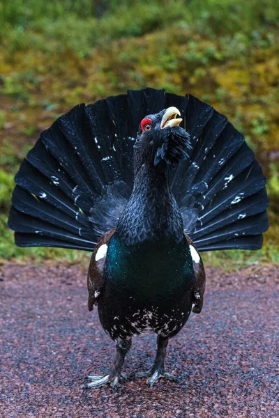 Acercamiento Gallo Urogallo Capercaillie Madera Pie Carretera Tratando Asustarme —  Fotos de Stock